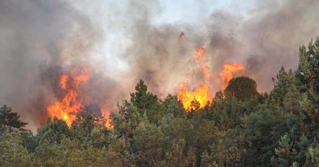 Muğla&#039;da orman yangını