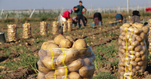 Niğde&#039;de patates hasadı başladı