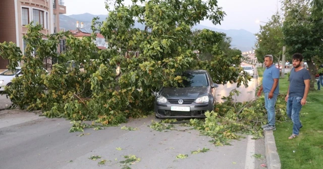 Seyir halindeki otomobilin üzerine ağaç devrildi