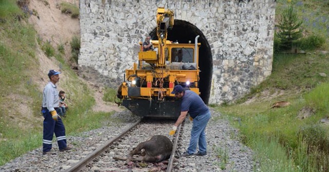 Tren sürüye daldı, 20 büyükbaş telef oldu