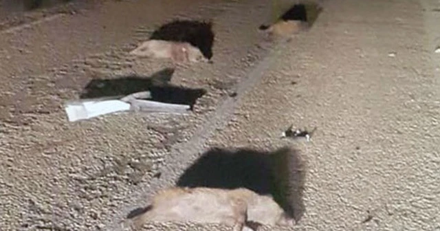 Yoldan çıkan araç domuz sürüsüne daldı
