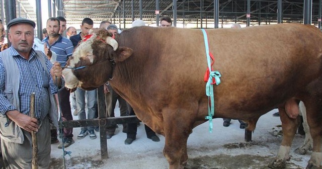 1 ton 600 kiloluk &#039;Paşa&#039; otomobil fiyatına satıldı