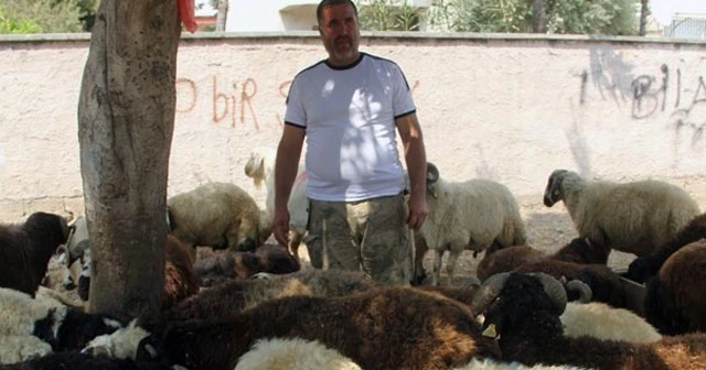 150 kurbanlık sattı! Şimdi kara kara düşünüyor...