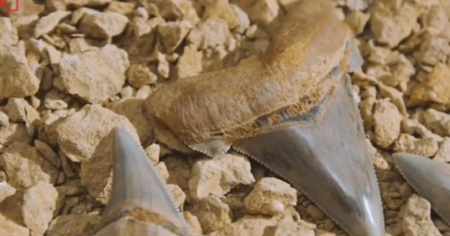 25 milyon yıllık köpek balığı dişi bulundu