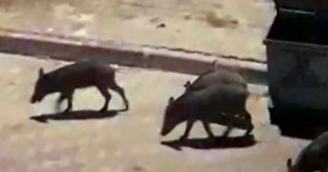 Aç kalan domuzlar ilçe merkezine indi