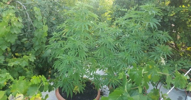 Alanya'da Hint keneviri ele geçirildi