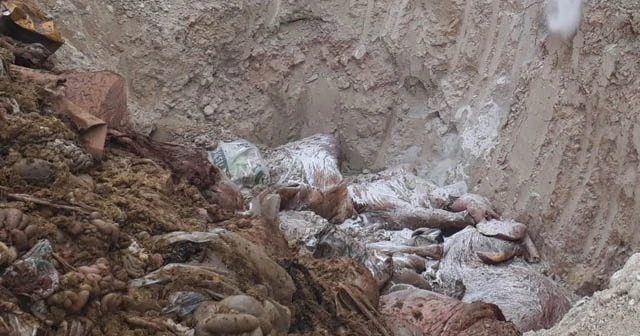 Burdur'da tüberküloz çıkan 3 kurbanlığın eti imha edildi