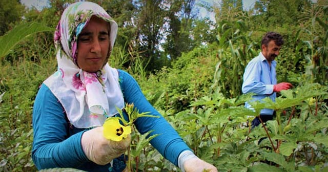 Çiçek bamyası altından daha kıymetli!