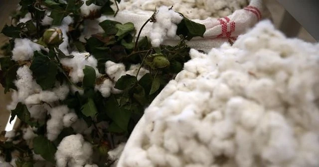 Çukurova'da pamuk eski günlerine dönüyor