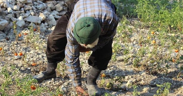 Hiç evlenmedi, 30 yıldır dağda tek başına yaşıyor