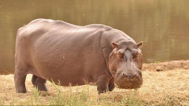 Kenya'da su aygırı saldırısına uğrayan Çinli turist öldü