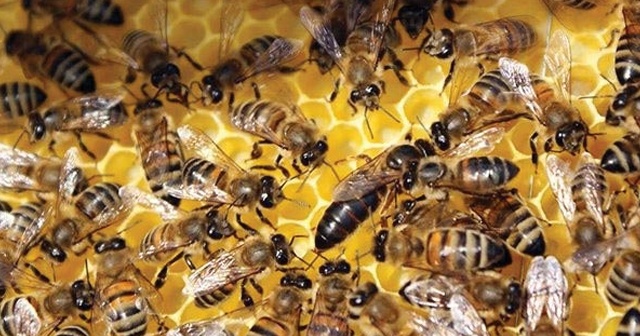 Kilis&#039;te akıl almaz ölüm! Bahçeye dolaşmaya çıkan kadına arılar saldırdı