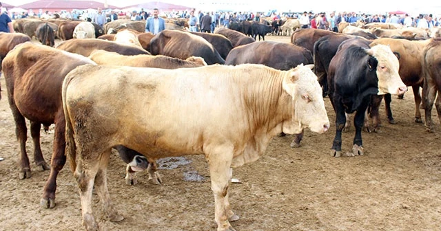 Kurbanlıklar pazara indi! Kurbanlık fiyatları ne kadar, kaç lira?