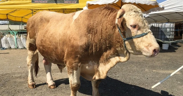 Pazarın Paşası 21 bin liraya alıcı buldu