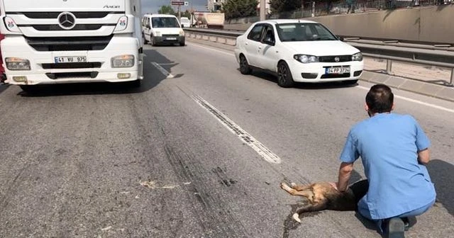 TIR şoförü onu görünce trafiği kesti...