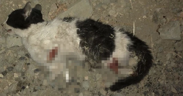 Vicdansızlar kedinin dört bacağını kesti