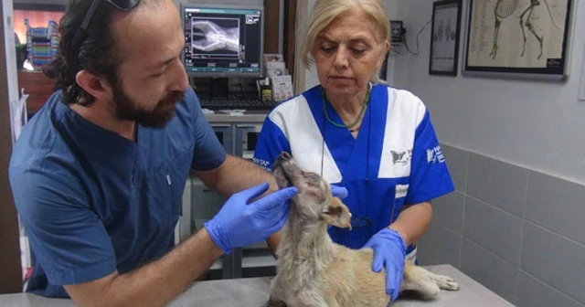 Yüzü yakılan köpek, bir gözünü kaybetti