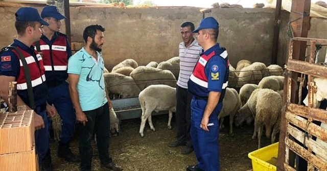 'Çalındı' ihbarı yaptığı koyunlar 'çalıntı' çıktı!