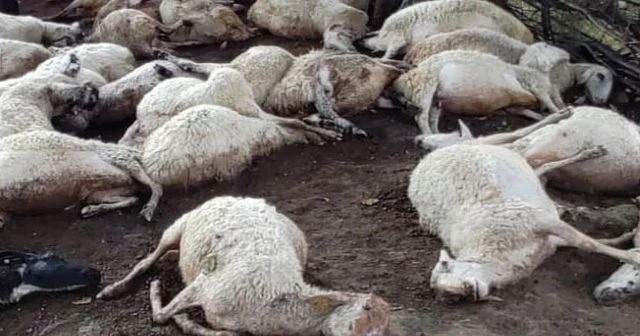 Aydın'da korkunç görüntü! Yan yana hepsi öldü...