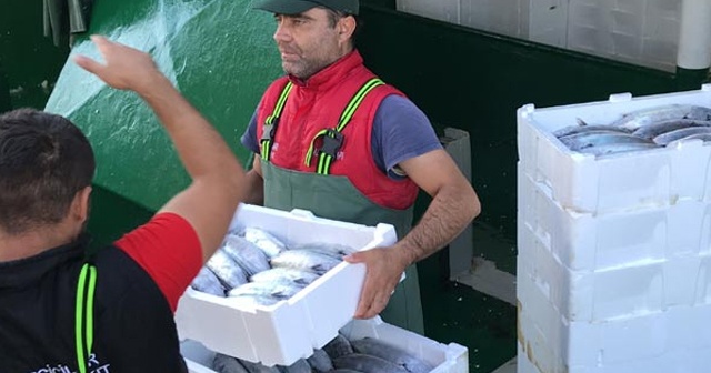 Balıkçılar Karadeniz&#039;den 40 ton palamutla döndü