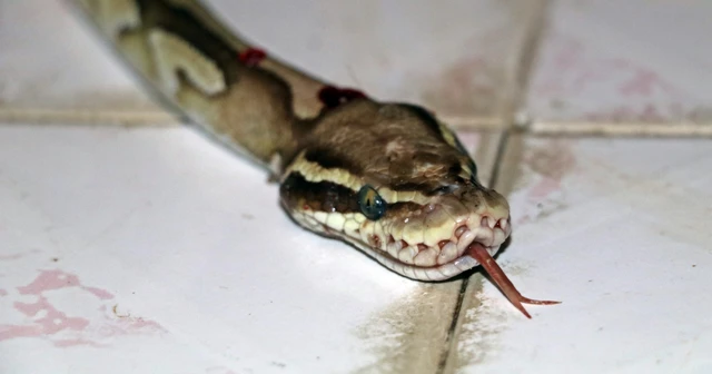 Balkondaki su giderinden piton yılanı çıktı