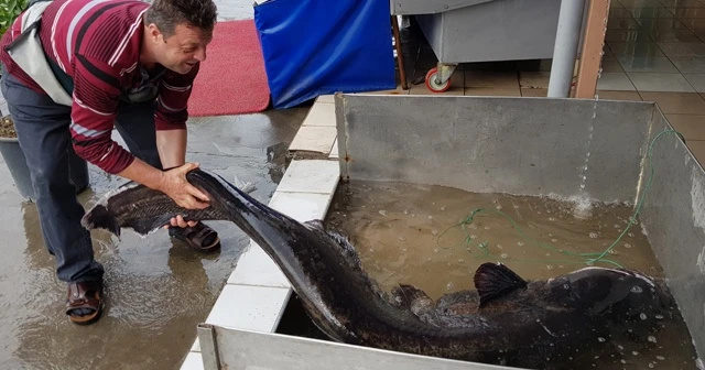 İznik Gölü'nde 2 metre boyunda yayın balığı yakalandı