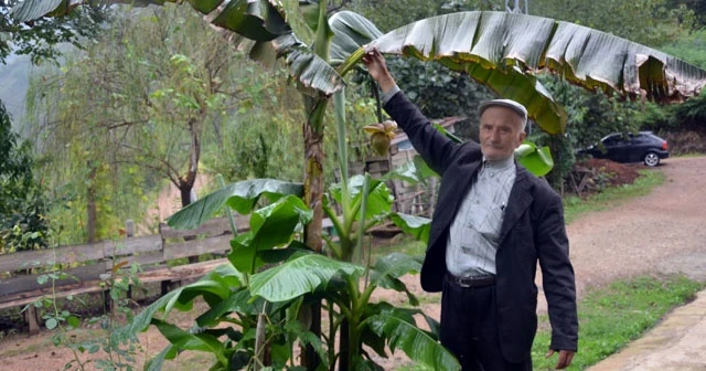 Karadeniz'de muz yetiştirdi