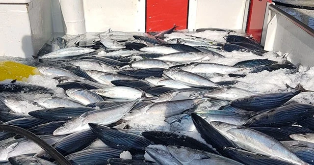 Karadeniz'den palamut fışkırdı