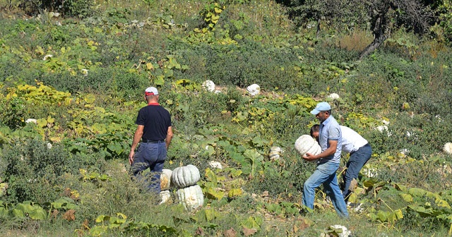 Kestane kabağı kapış kapış satılıyor