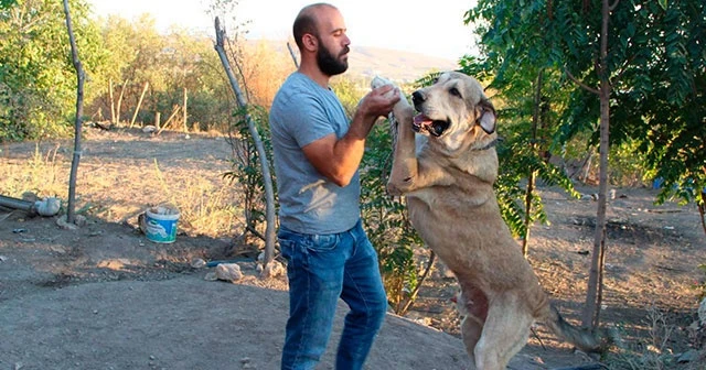 Köpek merakı geçim kaynağı oldu