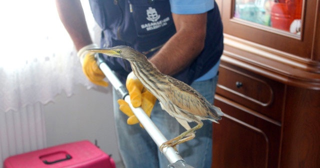 Nesli tükenmekte olan Hint balıkçıl kuşu, İstanbul&#039;da bir eve sığındı