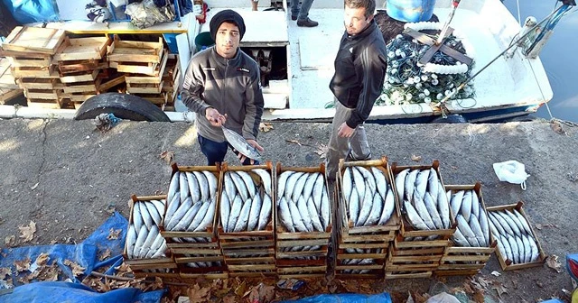 Palamut balıkçıların yüzünü güldürdü