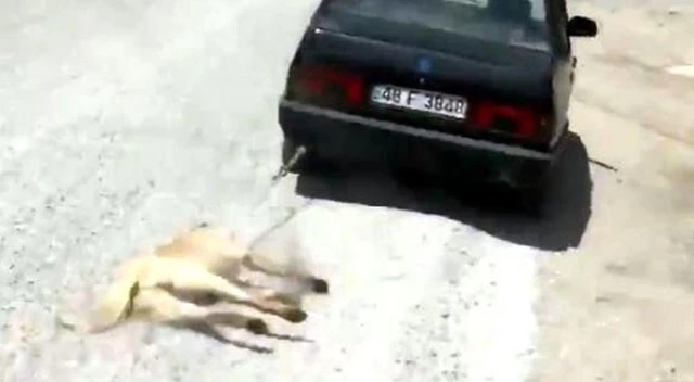 Sahibinin aracının arkasına bağlayıp sürüklediği köpek, 'zabıta' oldu