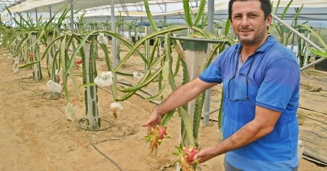Torbalı’da üretilen ’pitaya’ yüz güldürdü