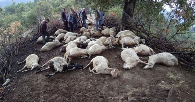 Yıldırım 39 hayvanı telef etti