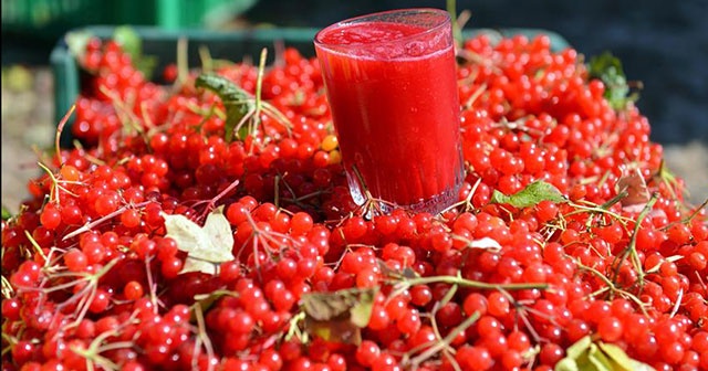 &#039;Gilaburu&#039;nun faydaları bilimsel olarak kanıtlandı