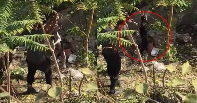 Ağaca asılı halde ölmek üzereyken bulundu