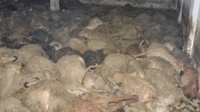 Ahırdaki manzarayı görünce şoke oldu! Hepsi birden...