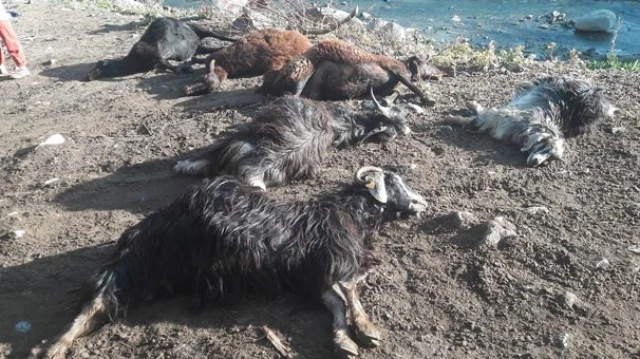 Bingöl'de hayvanlar bu halde bulundu