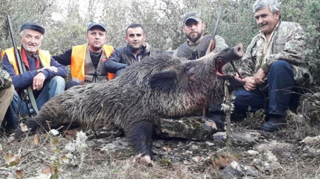 Biri 475 diğeri 200 kilo! Dev domuzlar avlandı…
