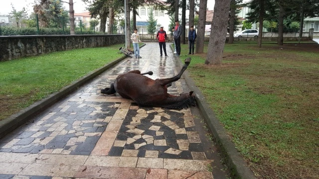 Çocuk  parkına terk edilen at çocukların gözü önünde can verdi!