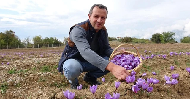 Kilosu 30 bin TL'den satılan safranın hasadı başladı