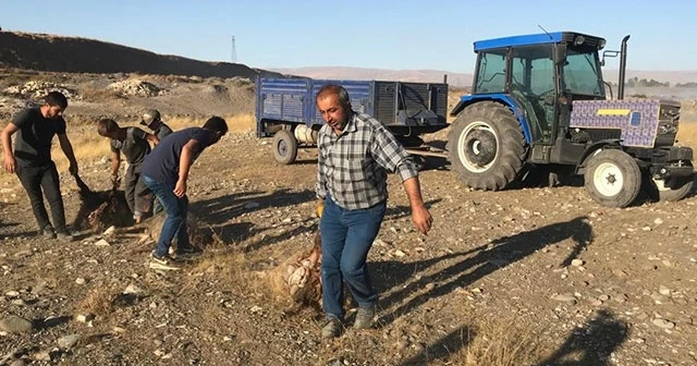 Sokak köpekleri sürüye saldırdı, 30 koyun telef oldu