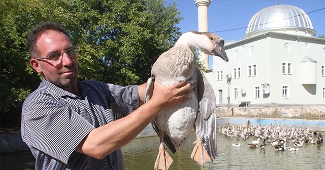 Tavukları telef oldu kaz işine girdi, 3 ayda 30 bin lira kazandı