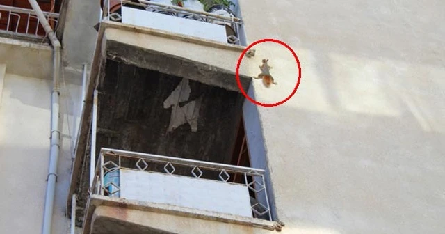 Yolunu şaşırdı 5 katlı apartmana tırmandı