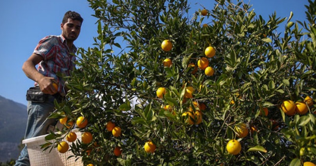 Antalya&#039;da erken portakal hasadı