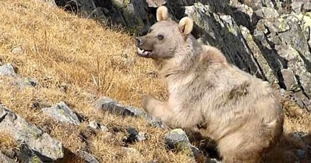 Doğu Karadeniz&#039;de ayı popülasyonu arttı, bölge halkı tedirgin