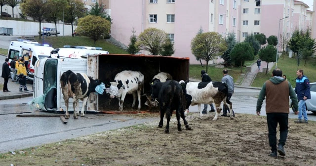 Edirne'de kamyonet midibüsle çarpıştı, kasadaki inekler yola savruldu!