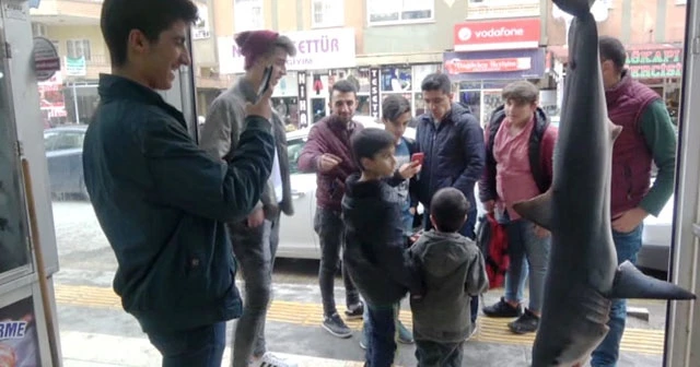 Mardin’de 85 kiloluk köpek balığına yoğun ilgi