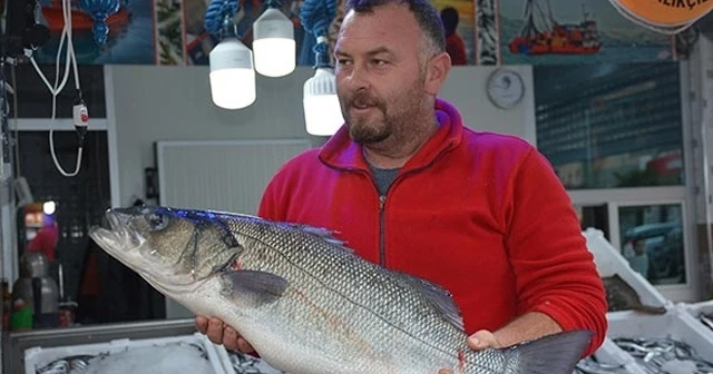 Sinop'ta 8 kiloluk levrek görenleri şaşırttı!
